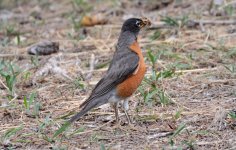 14th June 2015 041.JPG