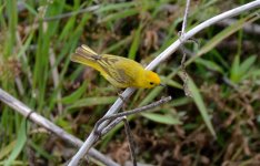 14th June 2015 062.JPG