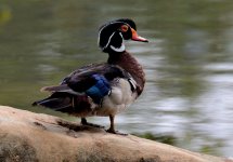 14th June 2015 075.JPG