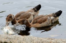 14th June 2015 105.JPG