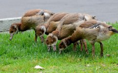 14th June 2015 117.JPG