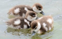 14th June 2015 102.JPG