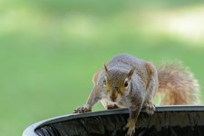 squirrel - (1000x667).jpg