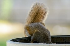 squirrel --2 (1000x667).jpg