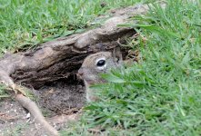 14th June 2015 125.JPG