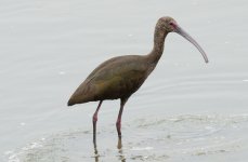 14th June 2015 146.JPG