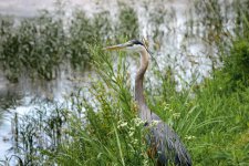 BIF--2 (1000x667).jpg