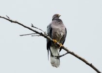 14th June 2015 176.JPG