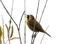 14th June 2015 196.JPG