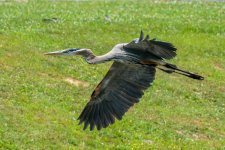 BIF--3 (1000x667).jpg