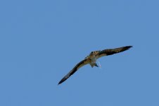 Osprey pooping-1686-2.jpg