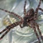 spider1.jpg