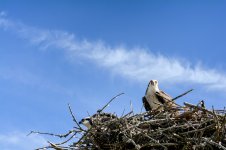 osprey--2.jpg