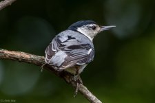 DSC_2275.jpg