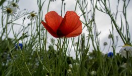 DSC_0299.jpg