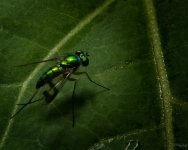 Green.jpg