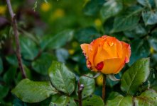 DSC_3216.jpg