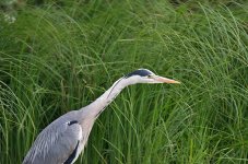 DSC_3239.jpg