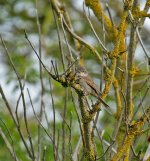 DSC_3292.jpg
