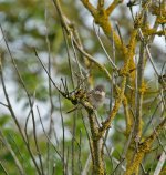 DSC_3294.jpg