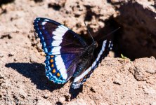 JBPhotoBFlyB2015.jpg