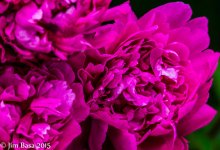 JBPhotoFlwC2015.jpg