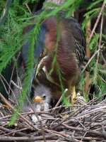 GreenHeron14.jpg