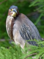 GreenHeron11.jpg