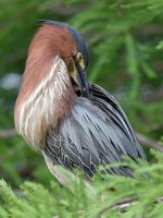 GreenHeron10.jpg