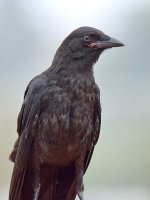 Crow.jpg