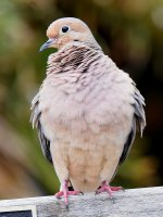 Dove.jpg