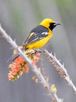 Oriole2.jpg
