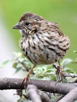 Sparrow4.jpg