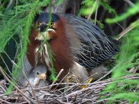 GreenHeron15.jpg