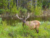 Rocky Mountain Male elk 3.jpg