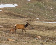 Rocky Mountain mother elk and baby.jpg