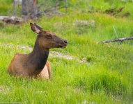 Rocky Mountan Elk closeup2.jpg