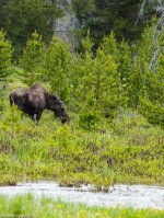 Rocky Mountan moose mother.jpg