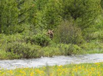 Rocky Mountan moose baby.jpg