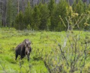 Rocky Mountan moose2.jpg