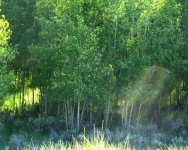 Aspen Grove 6-13-2015.jpg
