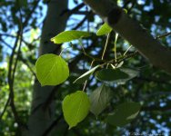 Aspen Leaves 6-13-2015.jpg