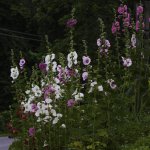 DSC_5551.jpg