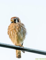 American Kestrel 2.jpg