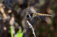 15th June 2015 003.JPG