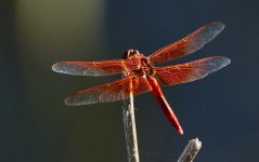 15th June 2015 029.JPG