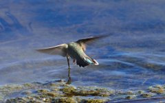 15th June 2015 007.JPG