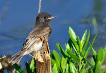 15th June 2015 013.JPG