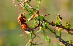 15th June 2015 034.JPG