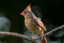 DSC_2651.jpg